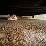 cat, orange_cat, white_cat, carpet, under_couch, furniture, indoor, pet, animal, curious, lying_down, low_angle, soft_focus, brown_carpet, cozy, whiskers, ears, floor, domestic_cat, resting