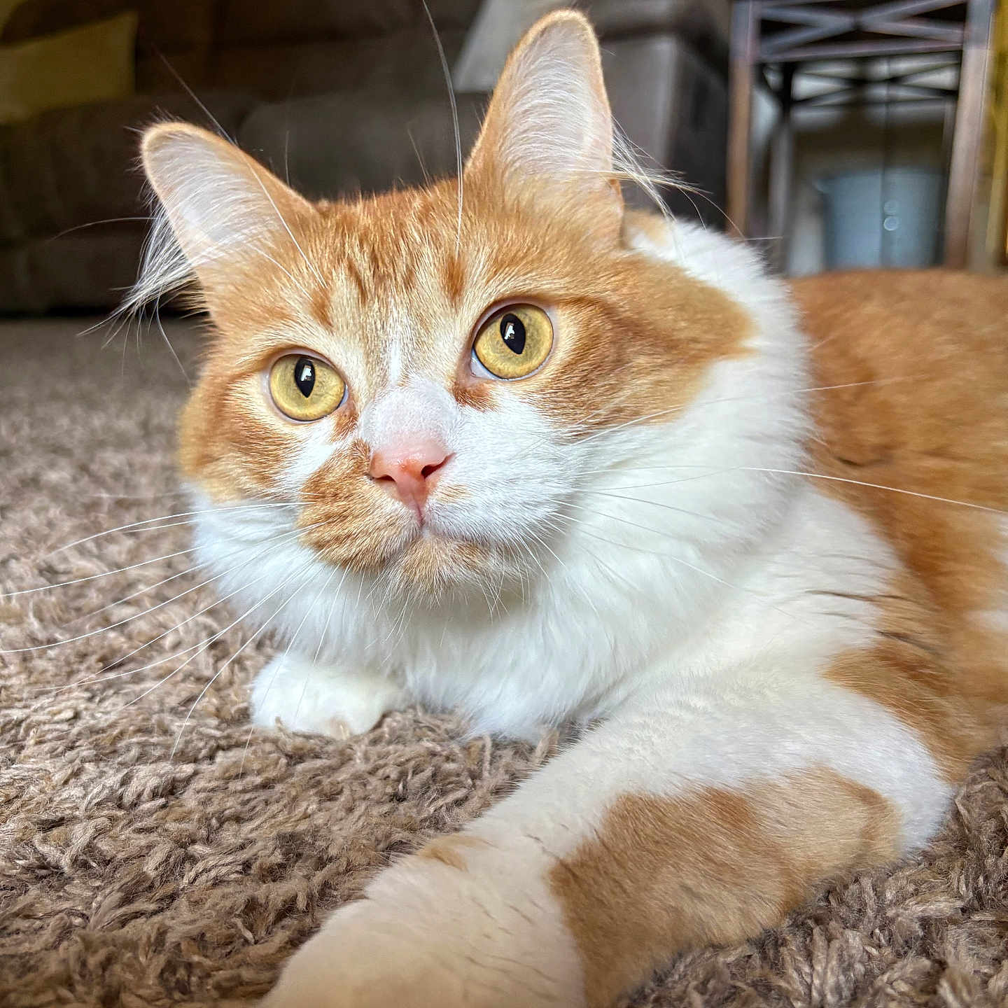 Cheddar joined the competition — help win amazing prizes! cat, orange_cat, white_cat, pet, feline, whiskers, carpet, indoor, living_room, couch, furniture, side_table, curious, close_up, fur, animal, paw, relaxed, domestic_animal, cute