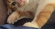 Cheddar joined the competition — help win amazing prizes! cat, orange_cat, white_cat, pet, indoor, closeup, whiskers, paw, fur, curious, wide_eyes, relaxed, couch, fabric, feline, animal, mammal, cute, domestic_cat, playful