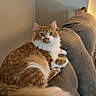 Cheddar joined the competition — help win amazing prizes! cat, orange_cat, white_fur, fluffy, pet, indoor, couch, gray_couch, furniture, relaxed, looking_at_camera, domestic_cat, whiskers, tail, paws, ear, cute, animal, feline, house_pet
