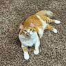 Cheddar joined the competition — help win amazing prizes! cat, orange_cat, white_cat, fluffy, pet, indoor, carpet, curious, animal, feline, cute, relaxed, laying_down, domestic_cat, whiskers, ears, tail, paws, floor, home