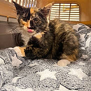 Panini is registered to the contest to win money with this photo: animal, blanket, calico, cat, closeup, cozy, cute, domestic_animal, feline, fur, indoor, kitten, pet_carrier, playful, resting, small, star_pattern, tongue_out, whiskers, young