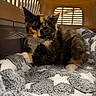 Panini is registered to the contest to win money with this photo: animal, blanket, cat, cozy, curious, cute, domestic_animal, feline, fur, indoor, kitten, paw, pet_carrier, resting, small, soft_texture, star_pattern, tortoiseshell, whiskers, young