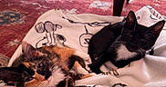 Panini joined the competition — help win amazing prizes! animal, black_cat, blanket, calico_cat, cozy, cute, domestic_cat, feline, floor_rug, fur, indoor, kitten, patterned_rug, pets, playful, relaxed, resting, soft_texture, whiskers, young_cat