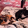 animal, black_cat, blanket, calico_cat, cozy, cute, domestic_cat, feline, floor_rug, fur, indoor, kitten, patterned_rug, pets, playful, relaxed, resting, soft_texture, whiskers, young_cat