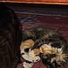Panini joined the competition — help win amazing prizes! animal, calico_cat, cat, closeup, companion, cozy, curled_up, dark_fur, floor, fur, home, indoor, paw, pet, quiet, relaxation, resting, rug, sleeping, wooden_furniture