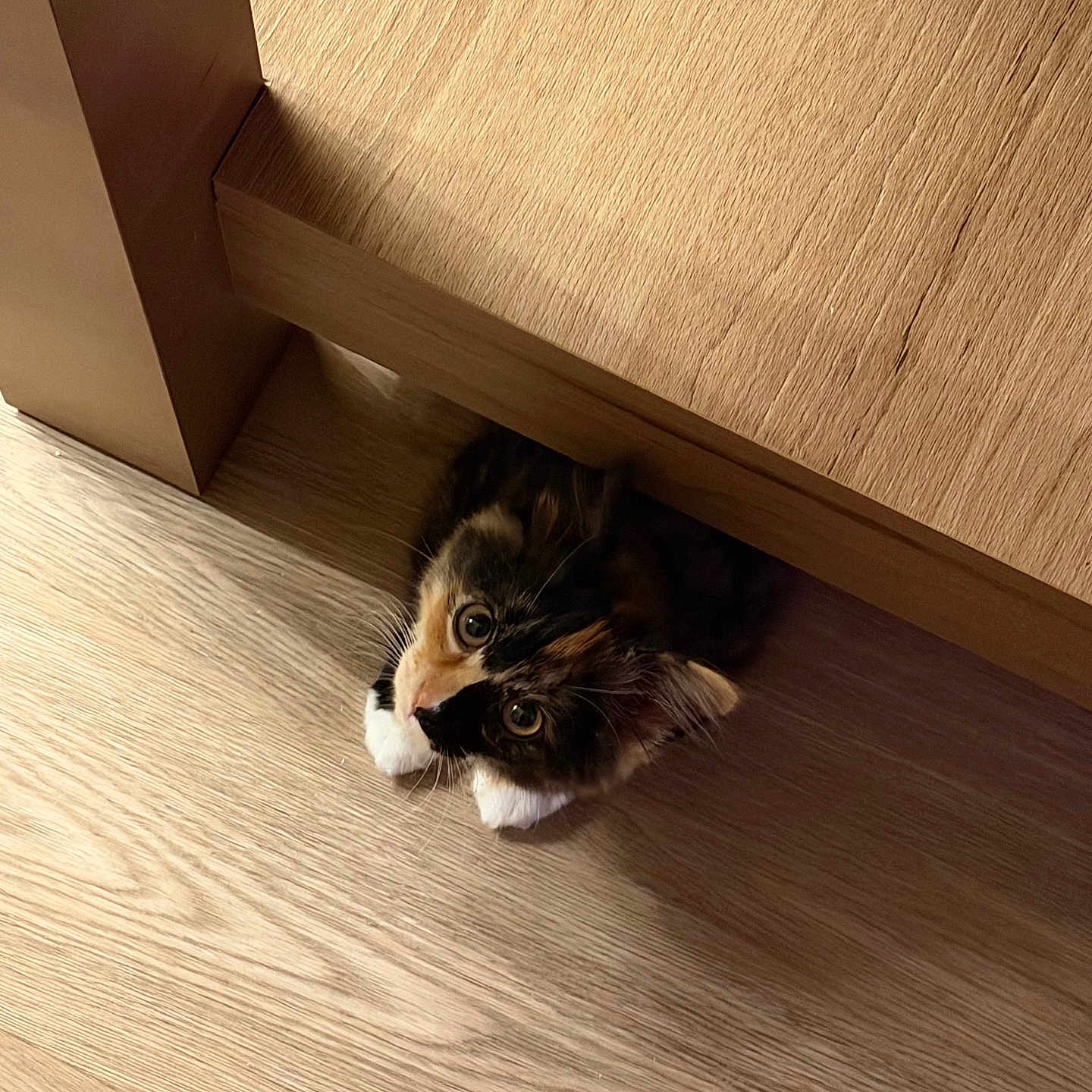 Panini joined the competition — help win amazing prizes! animal, calico, cat, cozy, curious, cute, domestic, eyes, fur, hidden, indoor, kitten, paws, peeking, pet, playful, small, whiskers, wood_floor, wood_furniture