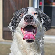 Bosko a rejoint le concours — aidez-le/la à gagner de superbes lots ! adorable, animal, background_blur, black_and_white, canine, closeup, dog, ears, fur, happy, mouth, nose, outdoor, pet, playful, smiling, sunlight, tongue, tongue_out, white_fur