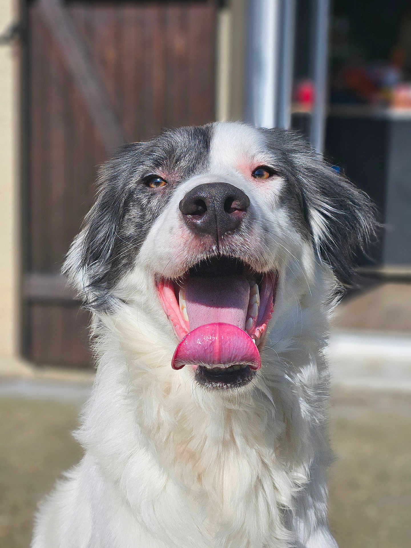 Bosko