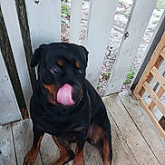 Gloria joined the competition — help win amazing prizes! dog, rottweiler, tongue, porch, wooden_floor, wooden_fence, pet, animal, outdoor, sitting, black_and_brown, playful, canine, nature, daylight, grass, fence, paw, tongue_out, blurry