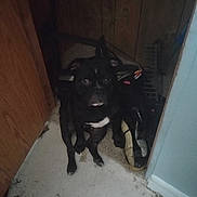 Tyson is registered to the contest to win money with this photo: accessories, animal, architecture, blackcat, building, bulldog, canine, cat, dog, door, husky, indoors, interiordesign, labradorretriever, outdoors, pet, plywood, puppy, strap, wood