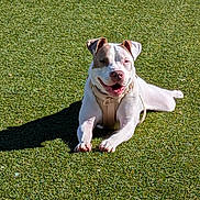 Lola is registered to the contest to win money with this photo: animal, brown_spot, canine, collar, cute, daytime, dog, friendly, grass, happy, lying_down, mammal, nature, outdoor, pet, playful, relaxed, smiling, sunlight, white_dog