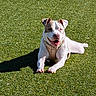 animal, brown_spot, canine, collar, cute, daytime, dog, friendly, grass, happy, lying_down, mammal, nature, outdoor, pet, playful, relaxed, smiling, sunlight, white_dog