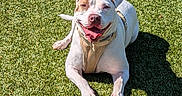 Lola is registered to the contest to win money with this photo: animal, brown_patch, canine, daylight, dog, ears, grass, happy, harness, lying_down, muzzle, nature, outdoor, pet, playful, shadow, smiling, sunlight, tongue_out, white_fur