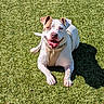 animal, brown_patch, canine, daylight, dog, ears, grass, happy, harness, lying_down, muzzle, nature, outdoor, pet, playful, shadow, smiling, sunlight, tongue_out, white_fur