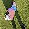 Lola is registered to the contest to win money with this photo: active, animal, ball, canine, casual, colorful, daylight, dog, footwear, fun, grass, human_shadow, leisure, outdoor, pet, playful, resting, shadow, sweater, toy