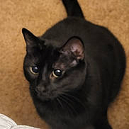 Wednesday is registered to the contest to win money with this photo: alert, animal, bedroom, black_cat, carpet, cat, close_up, dark_fur, ears, eyes, feline, floor, golden_eyes, indoor, pet, portrait, standing, tail, whiskers, white_bedding