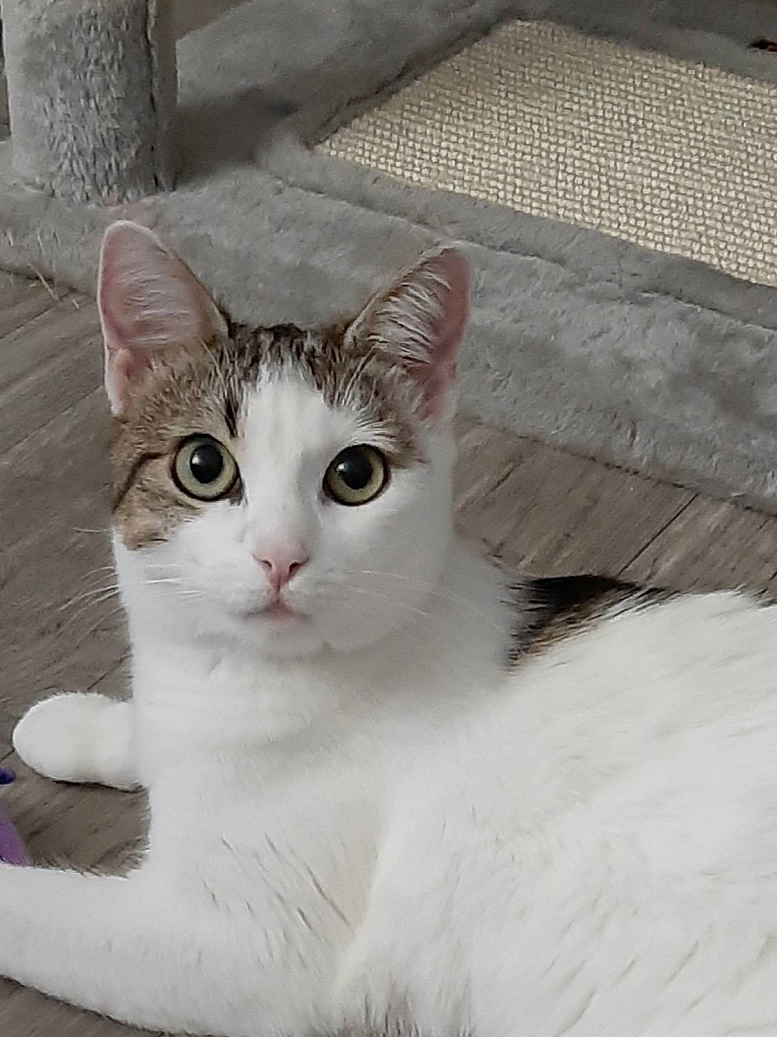 Frimousse a rejoint le concours — aidez-le/la à gagner de superbes lots ! carnivore, cat, composite_material, domestic_short_haired_cat, felidae, fur, paw, small_to_medium_sized_cats, snout, tail, terrestrial_animal, whiskers