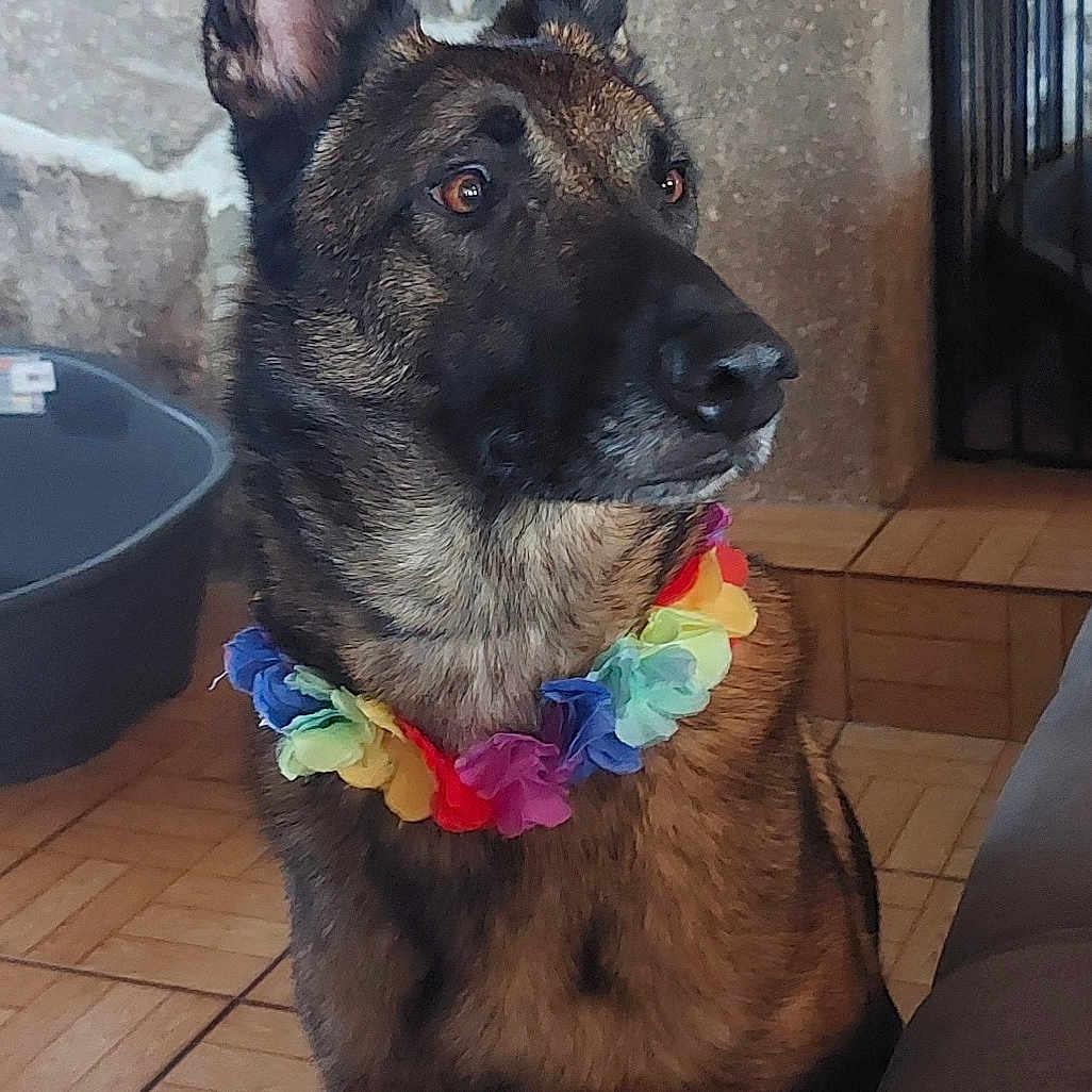 Pepito a rejoint le concours — aidez-le/la à gagner de superbes lots ! accessories, animal, canine, dog, face, flower, flowerarrangement, germanshepherd, head, indoors, ornament, person, pet, photography, plant, policedog, portrait, pottedplant, puppy, rock