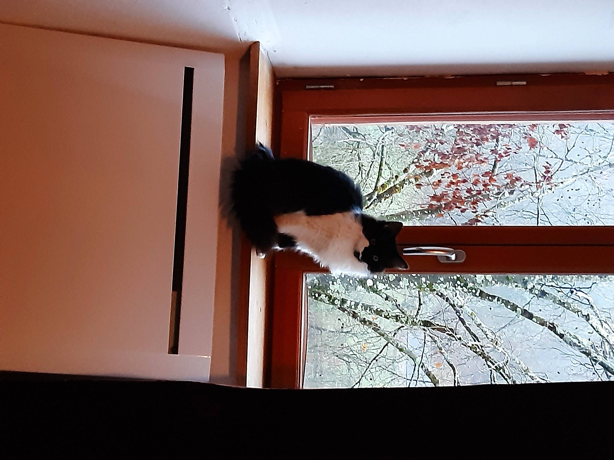 Petit Chat a rejoint le concours — aidez-le/la à gagner de superbes lots ! backlighting, ceiling, daylighting, elbow, hardwood, magenta, room, shade, shadow, silhouette, tints_and_shades, window, wood