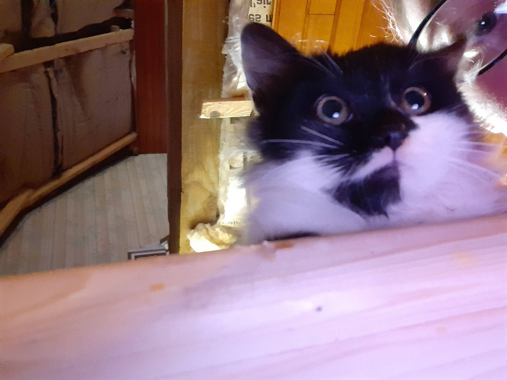 Petit Chat participe au concours pour gagner de l'argent avec cette photo : box, carnivore, cat, claw, comfort, domestic_short_haired_cat, fawn, felidae, fur, hardwood, iris, sitting, small_to_medium_sized_cats, snout, tail, whiskers, window, wood