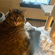 Sassy is registered to the contest to win money with this photo: cat, tabby_cat, fluffy, indoor, window, cat_tree, furniture, wood_floor, pet, animal, sitting, cozy, soft_surface, curtain, home, relaxed, domestic, feline, fur, looking