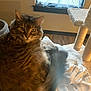 cat, tabby_cat, fluffy, indoor, window, cat_tree, furniture, wood_floor, pet, animal, sitting, cozy, soft_surface, curtain, home, relaxed, domestic, feline, fur, looking