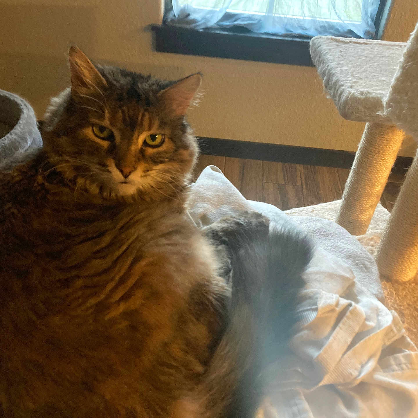 Sassy is registered to the contest to win money with this photo: animal, cat, cat_tree, cozy, curtain, domestic, feline, fluffy, fur, furniture, home, indoor, looking, pet, relaxed, sitting, soft_surface, tabby_cat, window, wood_floor