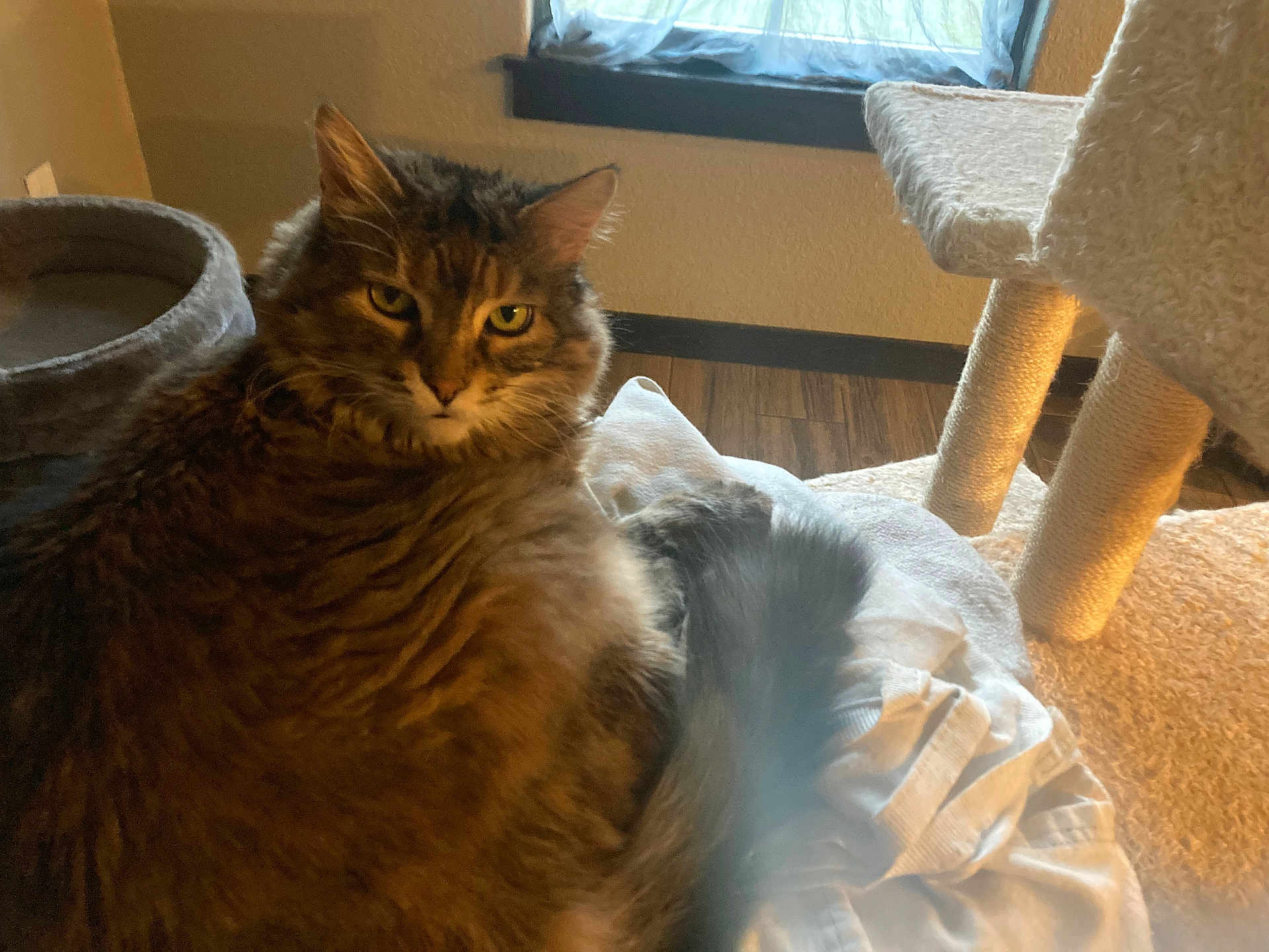 Sassy is registered to the contest to win money with this photo: cat, tabby_cat, fluffy, indoor, window, cat_tree, furniture, wood_floor, pet, animal, sitting, cozy, soft_surface, curtain, home, relaxed, domestic, feline, fur, looking