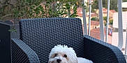 Coton participe au concours pour gagner de l'argent avec cette photo : dog, white_dog, outdoor, balcony, chair, wicker_chair, pet, furniture, plant, greenery, relaxing, small_dog, curious, fluffy, cute, companion, domestic_animal, resting, home, daylight
