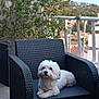 dog, white_dog, outdoor, balcony, chair, wicker_chair, pet, furniture, plant, greenery, relaxing, small_dog, curious, fluffy, cute, companion, domestic_animal, resting, home, daylight