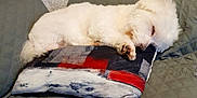 Coton participe au concours pour gagner de l'argent avec cette photo : animal, blanket, comfort, couch, cozy, cute, dog, fluffy, fur, home, indoor, nap, pet, pillow, quiet, relaxed, resting, sleeping, small_dog, white