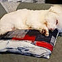 Coton participe au concours pour gagner de l'argent avec cette photo : dog, sleeping, white, fluffy, pillow, couch, indoor, resting, pet, cozy, fur, relaxed, animal, home, quiet, comfort, nap, blanket, cute, small_dog