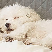 Coton participe au concours pour gagner de l'argent avec cette photo : dog, white_dog, sleeping, fluffy, pet, couch, indoor, relaxing, cozy, paws, fur, animal, companion, resting, cute, domestic_animal, home, comfort, nap, cute_pet