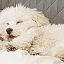 dog, white_dog, sleeping, fluffy, pet, couch, indoor, relaxing, cozy, paws, fur, animal, companion, resting, cute, domestic_animal, home, comfort, nap, cute_pet