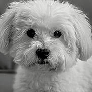 Coton a rejoint le concours — aidez-le/la à gagner de superbes lots ! animal, closeup, companion, cute, cute_pet, dog, domestic, eyes, face, fluffy, friendly, fur, indoor, laying, mammal, nose, paws, pet, portrait, white