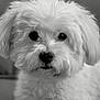 animal, closeup, companion, cute, cute_pet, dog, domestic, eyes, face, fluffy, friendly, fur, indoor, laying, mammal, nose, paws, pet, portrait, white