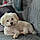 Coton
