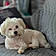 Coton