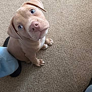 Dior joined the competition — help win amazing prizes! puppy, dog, blue_eyes, carpet, floor, pet, cute, animal, indoor, sitting, looking_up, head_tilt, fur, small_paws, domestic_animal, young_dog, adorable, companion, footwear, curious