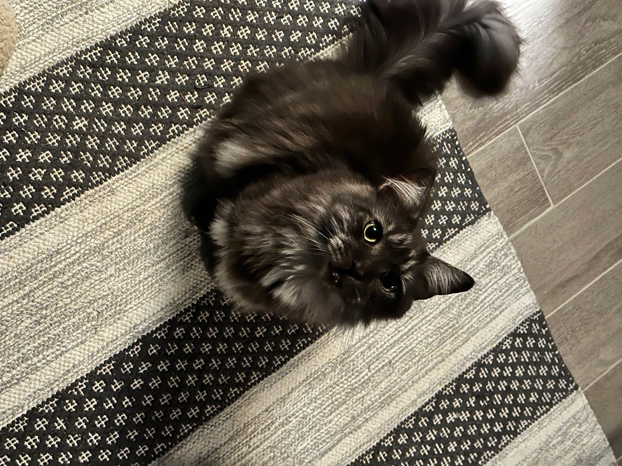 Bones is registered to the contest to win money with this photo: black_and_white, carnivore, cat, dog_breed, fawn, felidae, floor, flooring, grey, hardwood, monochrome, monochrome_photography, pattern, small_to_medium_sized_cats, snout, style, tail, textile, whiskers, wood