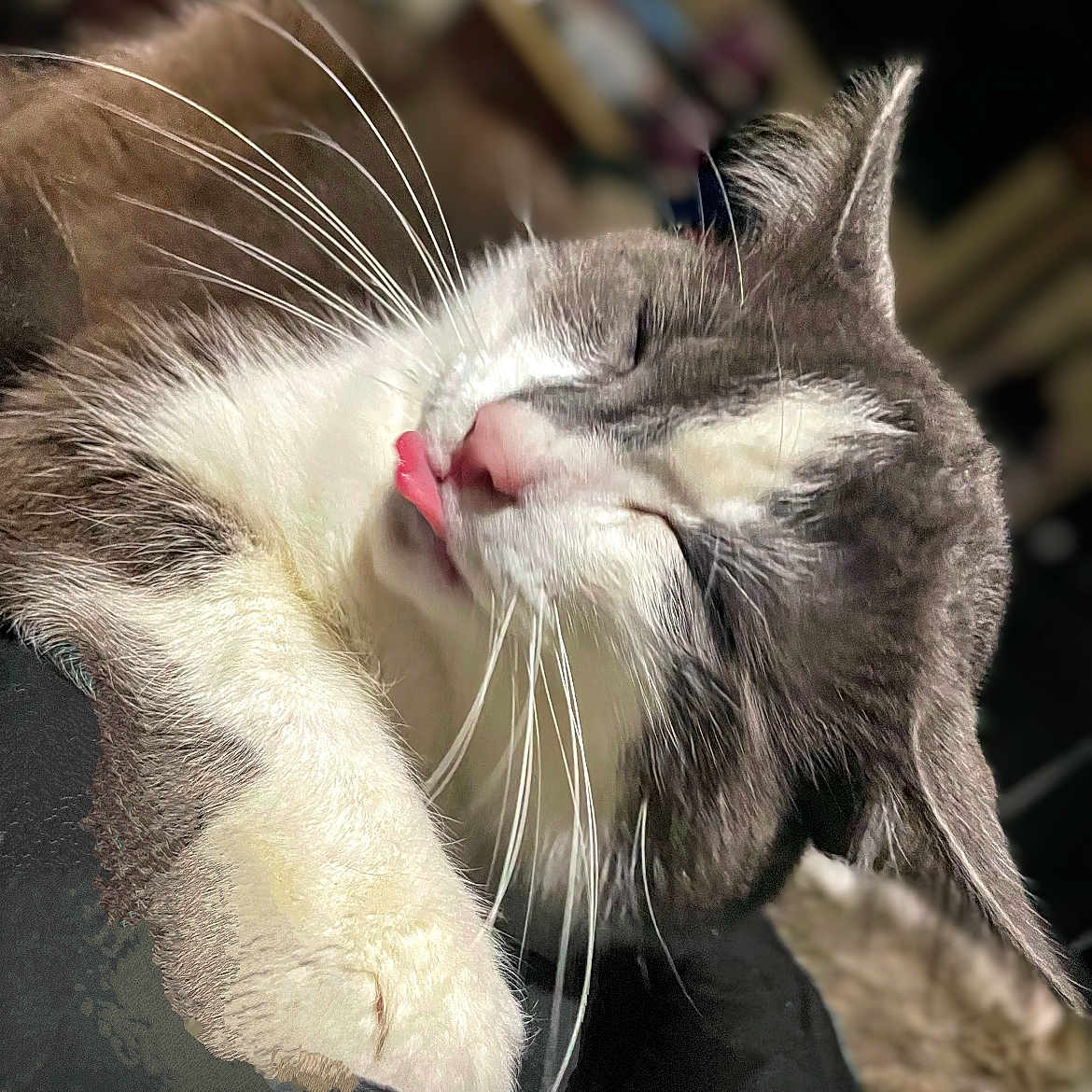 Static is registered to the contest to win money with this photo: abyssinian, animal, bodypart, cat, finger, hand, kitten, manx, mouth, person, pet, siamese, snout, tongue