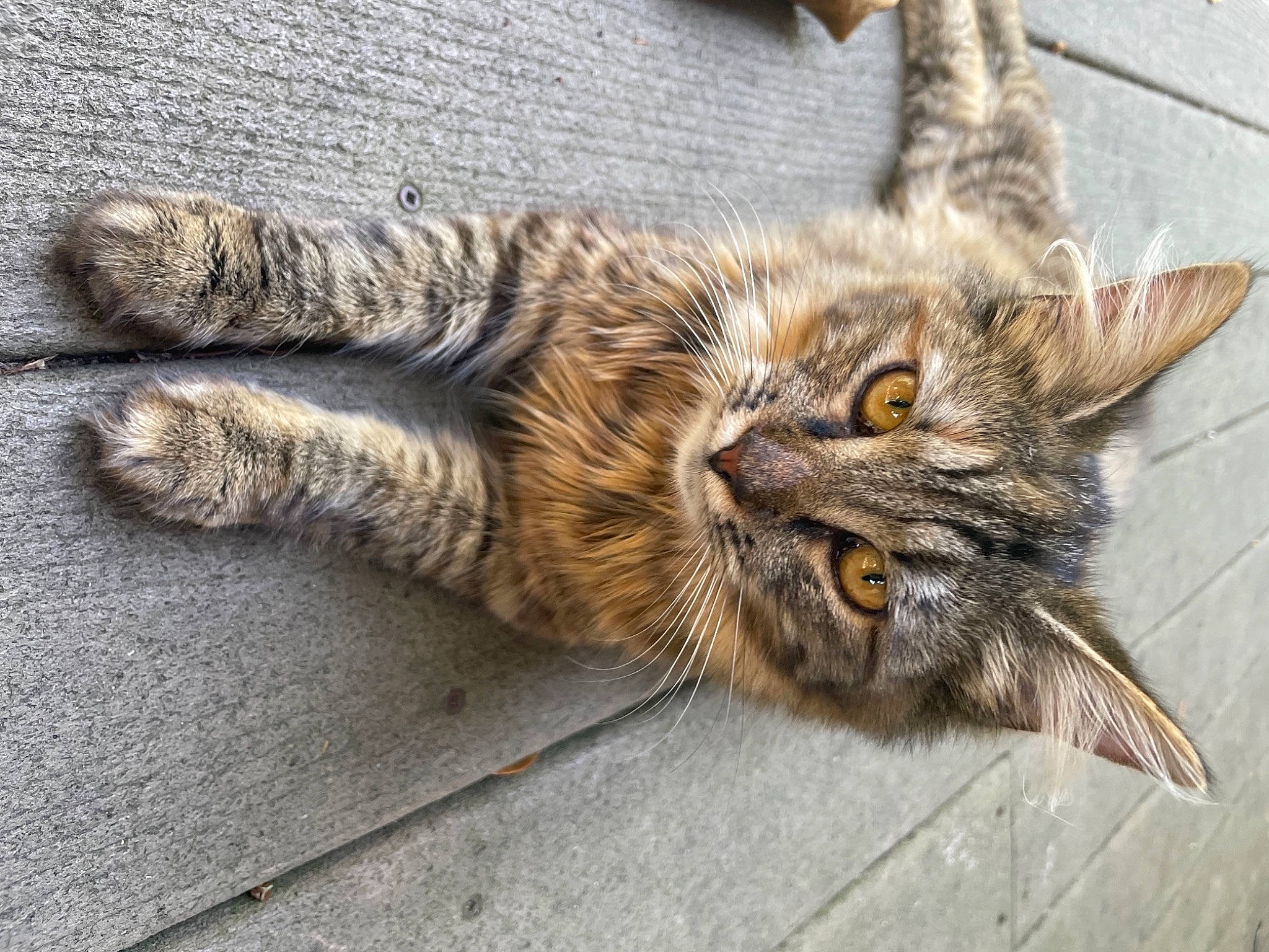 Laya joined the competition — help win amazing prizes! carnivore, cat, claw, domestic_short_haired_cat, felidae, fur, paw, small_to_medium_sized_cats, snout, tail, terrestrial_animal, whiskers, wood