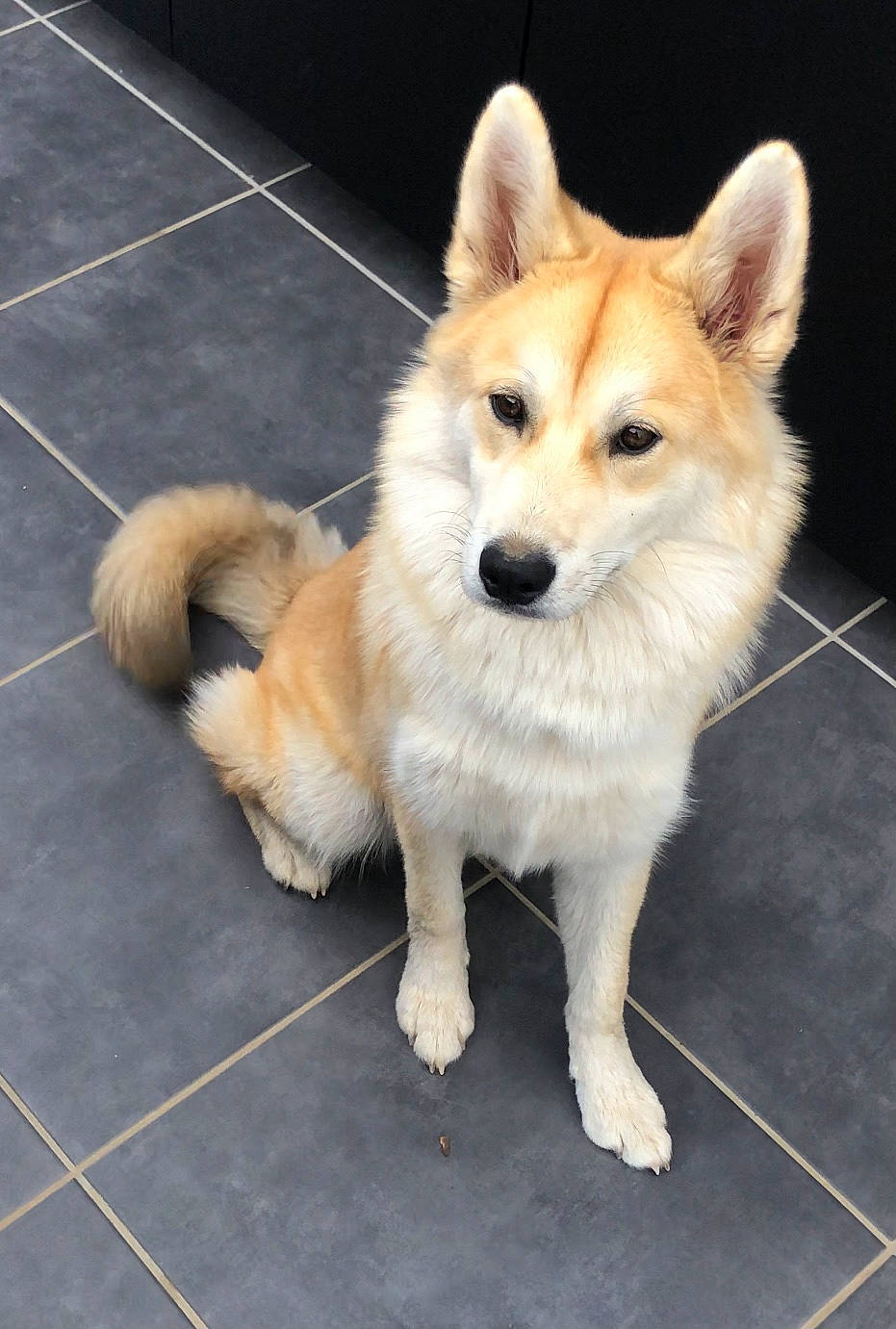 Romie a rejoint le concours — aidez-le/la à gagner de superbes lots ! ancient_dog_breeds, canis, carnivore, collar, companion_dog, dog, dog_breed, dog_collar, electric_blue, flooring, fur, road_surface, snout, spitz, tail, terrestrial_animal, tile_flooring, whiskers, working_animal, working_dog