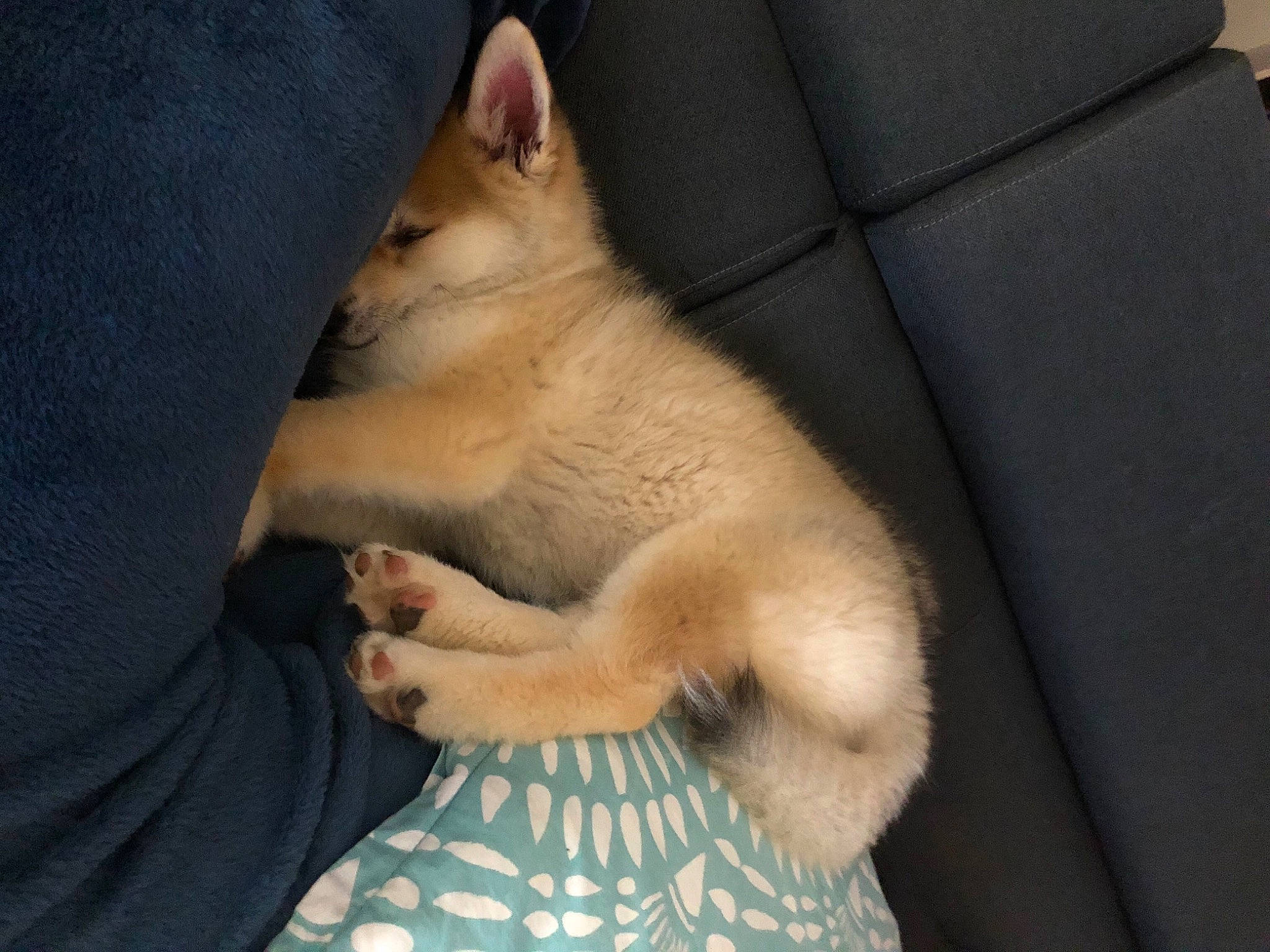 Romie participe au concours pour gagner de l'argent avec cette photo : canidae, carnivore, cat, comfort, companion_dog, couch, dog_breed, domestic_short_haired_cat, fawn, felidae, fur, gesture, hand, paw, small_to_medium_sized_cats, snout, sporting_group, tail, trunk, whiskers