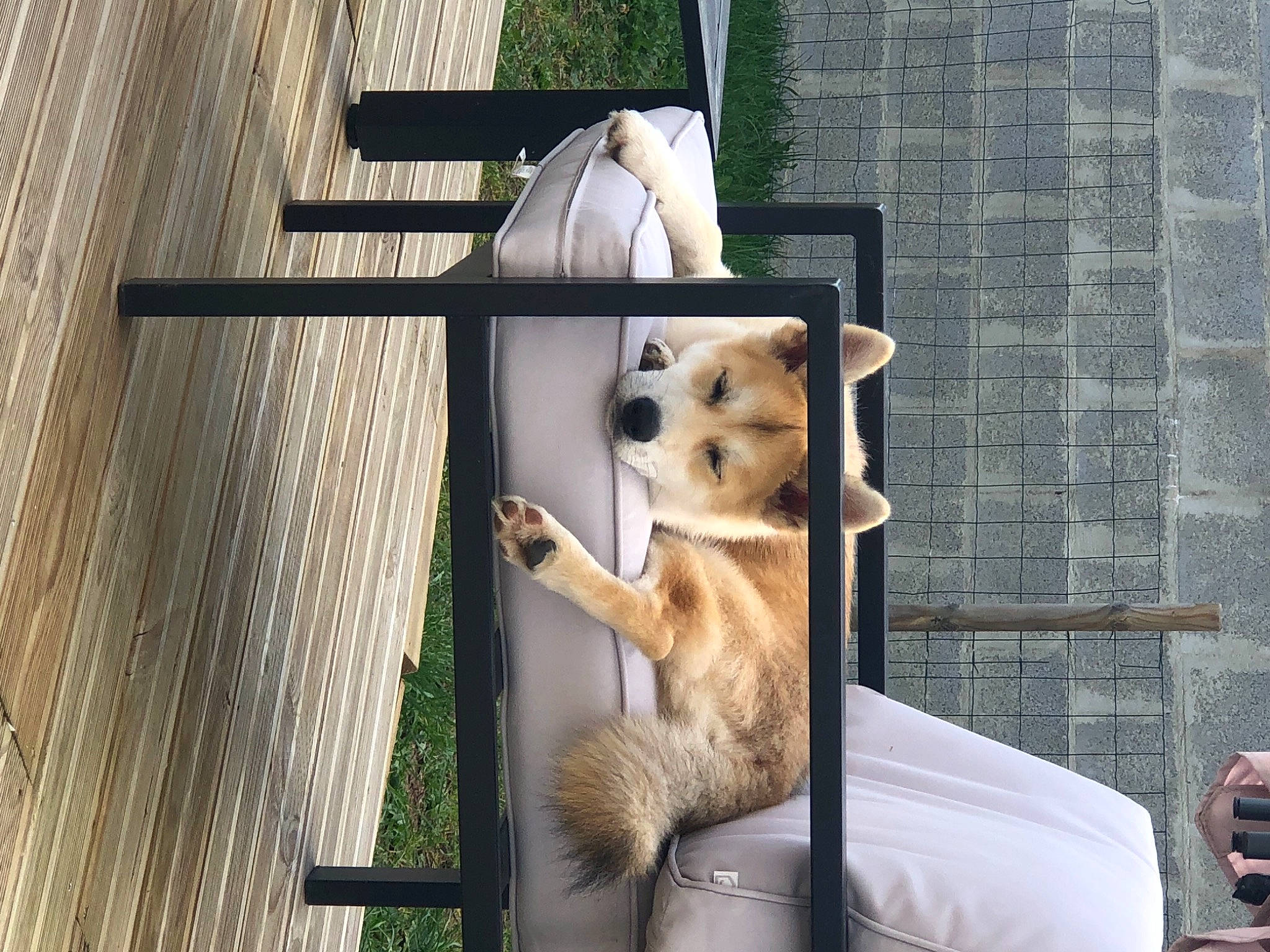 Romie a rejoint le concours — aidez-le/la à gagner de superbes lots ! bear, canidae, carnivore, companion_dog, dog, dog_breed, dog_supply, fawn, felidae, fur, outdoor_furniture, paw, pet_supply, sitting, snout, sporting_group, stuffed_toy, tail, toy, wood