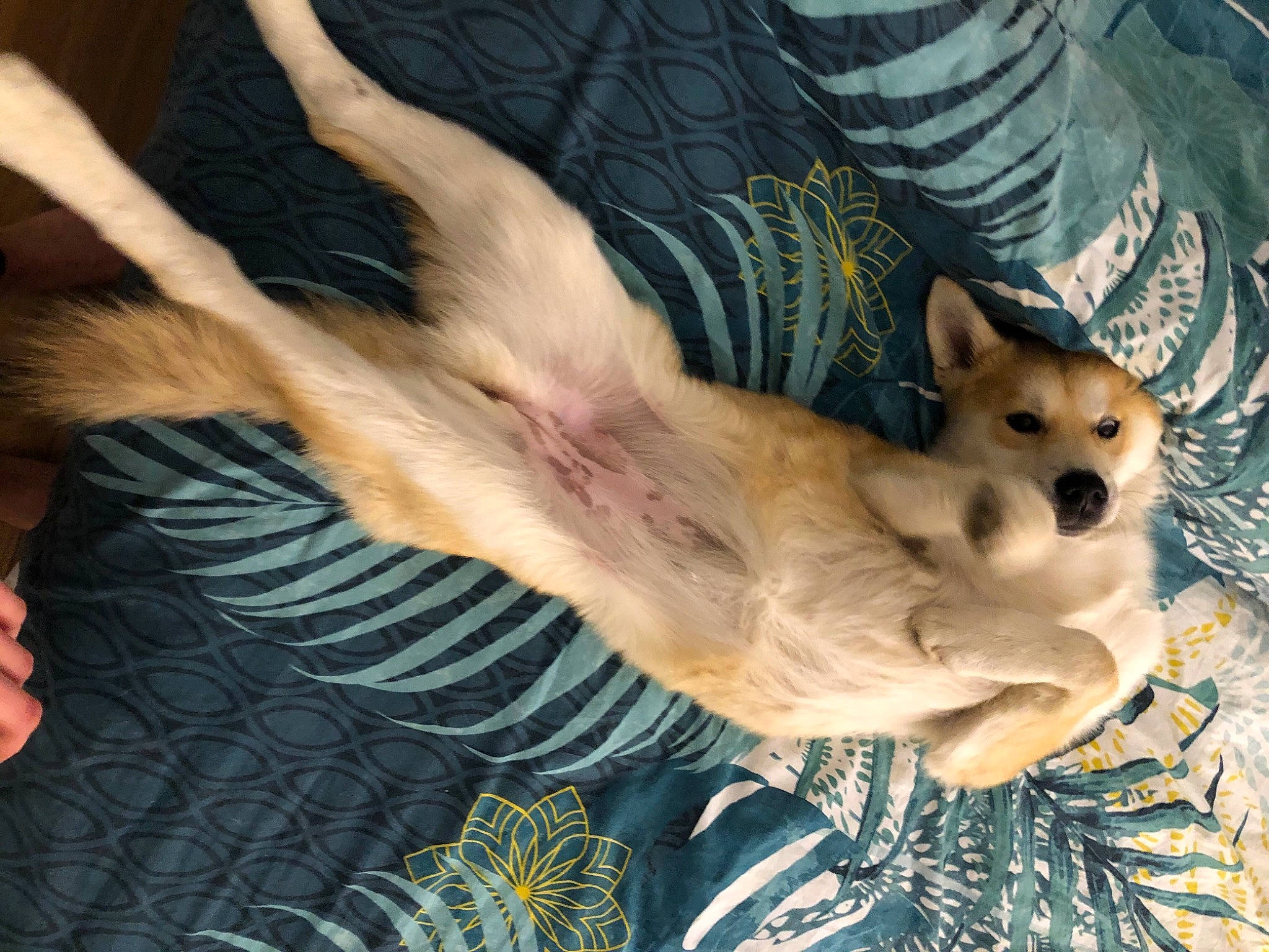 Romie a rejoint le concours — aidez-le/la à gagner de superbes lots ! bed, canidae, carnivore, chihuahua, comfort, companion_dog, dog, dog_breed, fawn, felidae, fur, paw, small_to_medium_sized_cats, snout, sporting_group, tail, terrestrial_animal, toy_dog, whiskers, wildlife