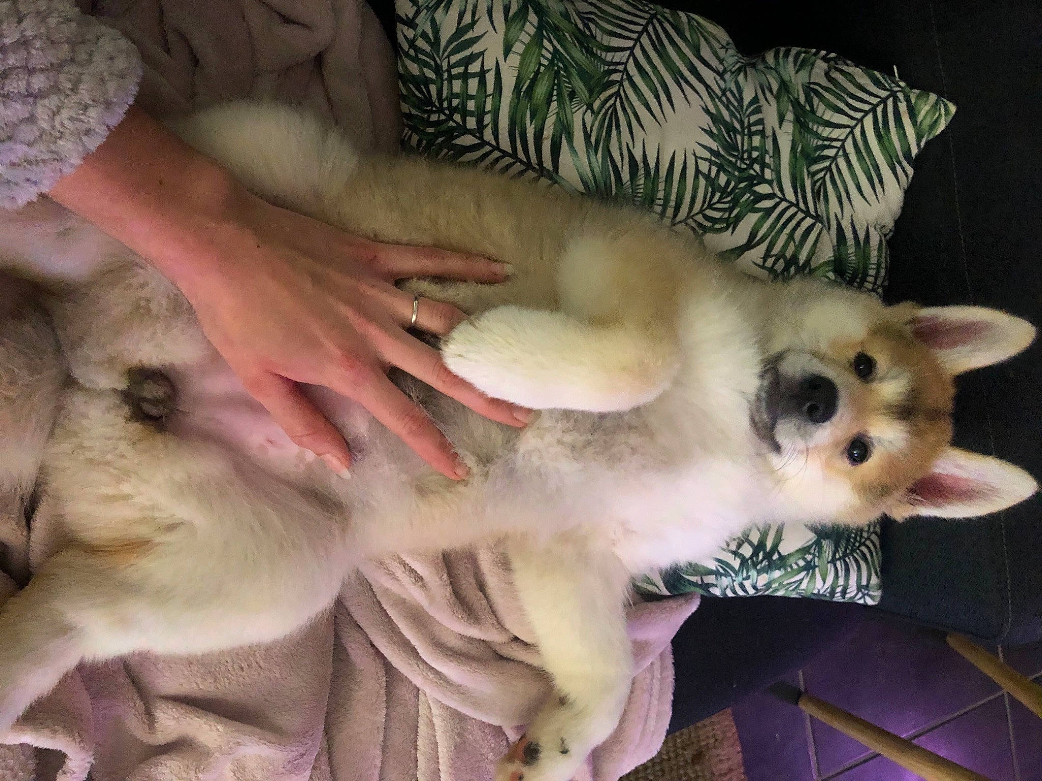 Romie participe au concours pour gagner de l'argent avec cette photo : balinese, birman, carnivore, cat, companion_dog, dog_breed, ear, fawn, felidae, fur, paw, siamese, small_to_medium_sized_cats, spitz, sporting_group, tail, thai, toy_dog, vertebrate, whiskers