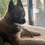 Volga participe au concours pour gagner de l'argent avec cette photo : animal, black_and_white, blue_eyes, carpet, chew_toy, close_up, collar, dog, fluffy, greenery, husky, indoor, lying_down, pet, photography, pointed_ears, portrait, relaxed, sunlight, window
