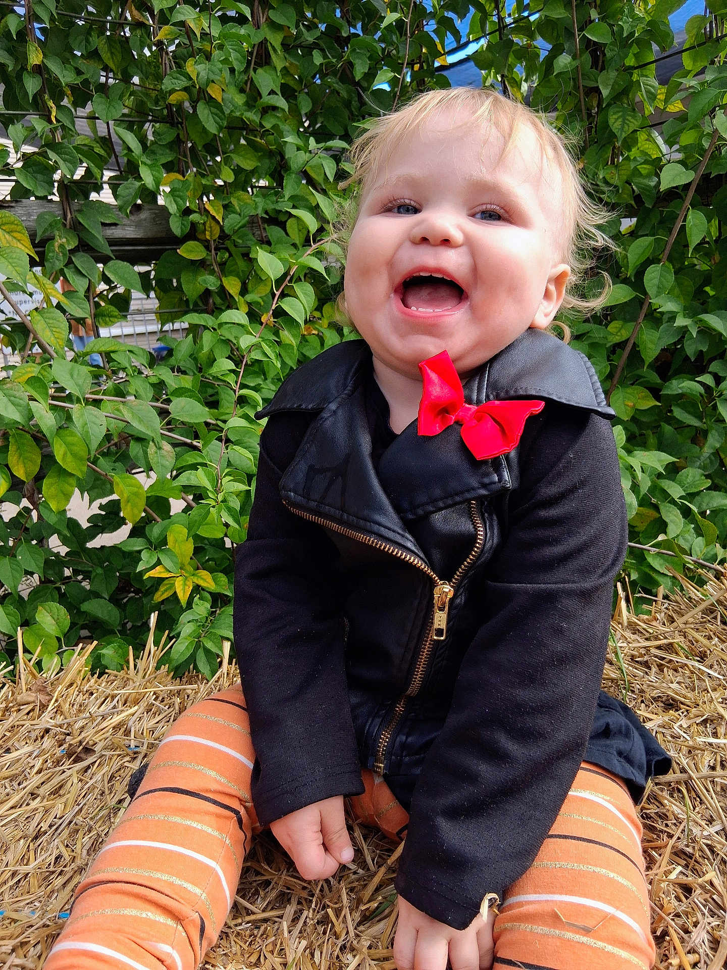 Mara joined the competition — help win amazing prizes! toddler, child, smiling, happy, black_jacket, red_bow, orange_pants, striped_pants, sitting, straw, outdoor, green_leaves, plants, nature, portrait, cute, young_child, daylight, casual_clothing, person